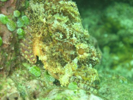 Perfectly Camoflauged Scorpion Fish. El Nido, Palawan. by Ben Nichols 