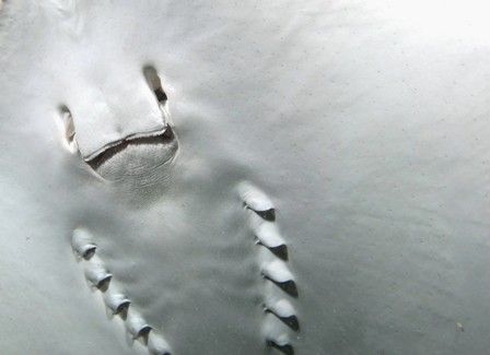 Say cheese! Stingray. by Carlo Greco 