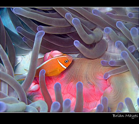 I love the colours in this. Enjoy. by Brian Mayes 
