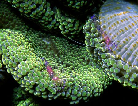 'Symbiosis' Commensural shrimp on green bubble anemone (o... by Rick Tegeler 