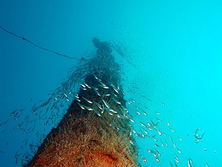 Mast on the Rosalie Moller wreck taken with E300. by Nikki Van Veelen 