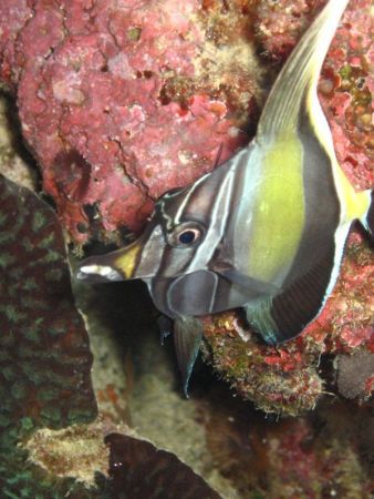 Moorish Idol taken at night. Bohol, Vasayas. by Ben Nichols 