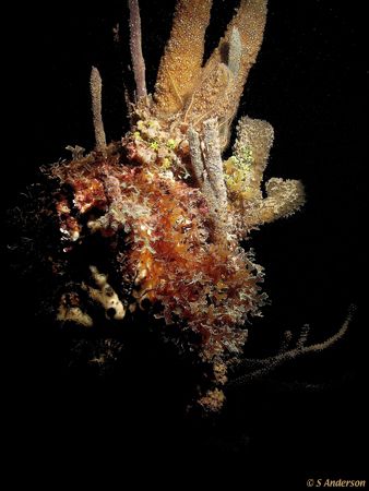 This image was taken while diving on the wreck of the Pri... by Steven Anderson 