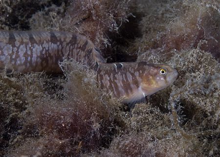 Butterfish on a muck dive. Lewis.
Scotland. D200, 60mm. by Derek Haslam 