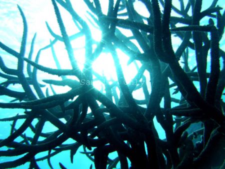 Acropora sp. coral, taken with Fuji finepix F30, under na... by Dan Pomfret 