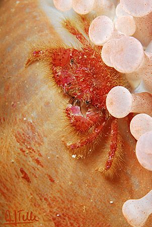 A hairy crab (Pilumnus villosissimus) sitting on the foot... by Arthur Telle Thiemann 