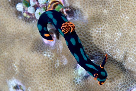 Nudibranch, Solomon Islands by Andy Lerner 