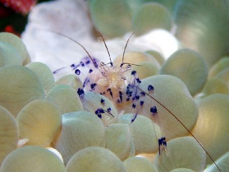 Shrimp GBR Australia by Joshua Miles 