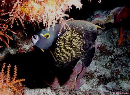 This photo of a French Angel was taken in Cozumel in Dec ... by Steven Anderson 