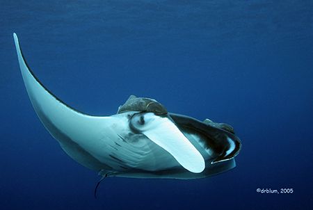 Manta birostros, Socorro Isl.
Canon20D,10-22mm,(2)YS-120 by Dan Blum 