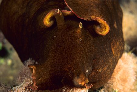 Sea hare on a night dive. Menorca.
D50,60mm. by Derek Haslam 