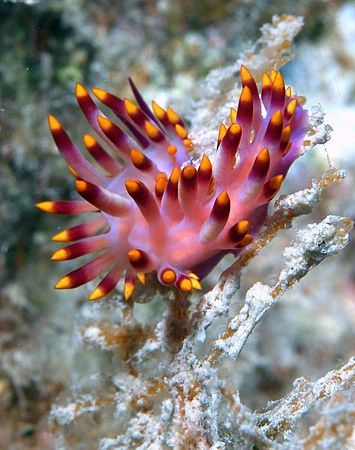 "Flower" Nudi taken on the Rosalie Moller wreck with E300... by Nikki Van Veelen 
