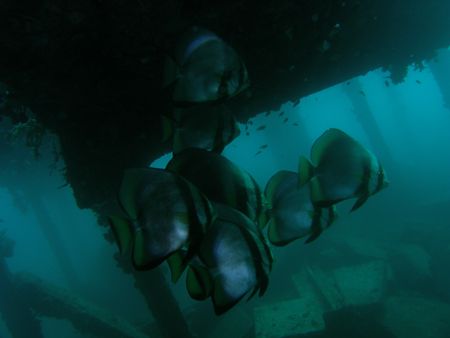 Batfish location Daryl laut anilao batangas philippines. by Jun Yu 