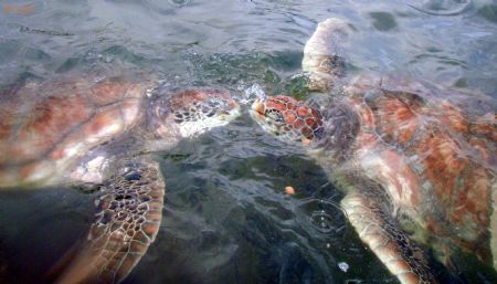 2 turtles kissing at the Boatswain Bay Turtle Farm in Gra... by Andrew Kubica 