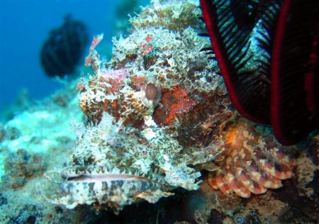Scorpion Fish taken in Camiguin by Michelle Tinsay 