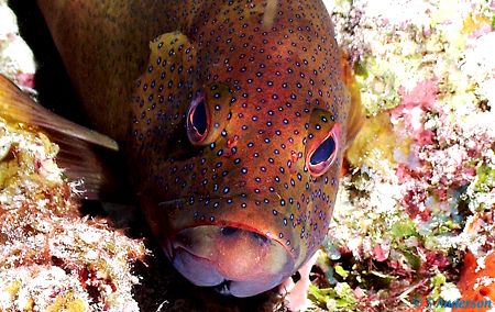 This Coney was stuck in a trance. Photo taken in Cozumel ... by Steven Anderson 
