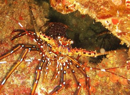 Two lobsters... by David Johnson 