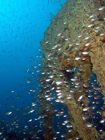 Glassfish every where. Taken on the Rosalie Moller with E... by Nikki Van Veelen 