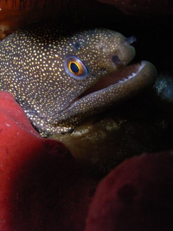 Goldentail EEL by Lora Tucker 