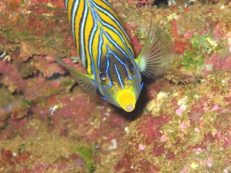 Smiling Fish taken at Anae Caves, Guam. by Ben Nichols 