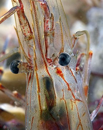 Northern Prawn.
Night dive in Menai Straits.
D200 60mm by Mark Thomas 