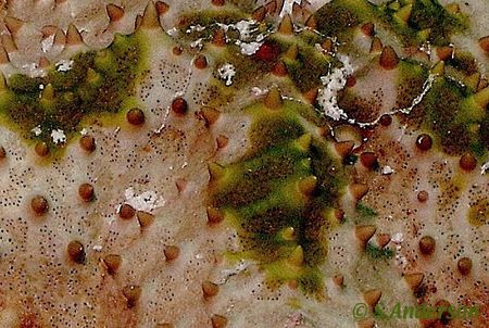 The armour of the starfish. This photo was taken in Roata... by Steven Anderson 