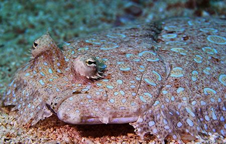 I've got my eye on you! Peacock Flounder - Roatan, Bay Is... by Lisa Armstrong 
