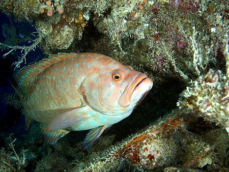 Grouper taken on the Rosalie Moller with E300. by Nikki Van Veelen 