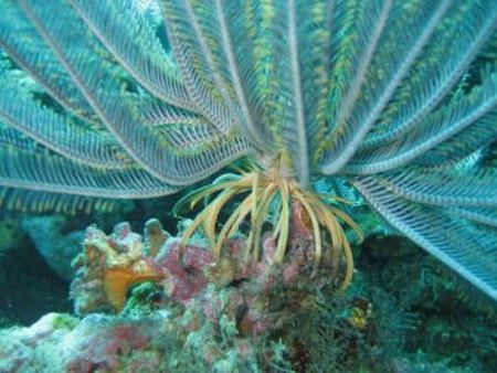 Sea Fan in Bohol, Vasayas. by Ben Nichols 