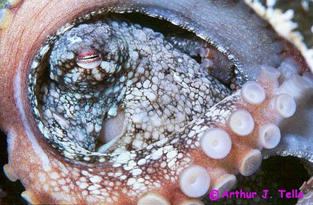 Eye in eye. Common octopus photographed in Tenerife, Cana... by Arthur Telle Thiemann 