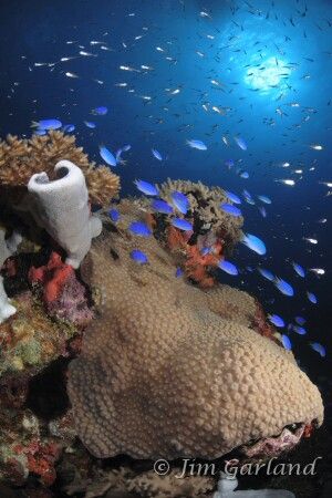 Reef on the wreck of the HOKI MARU. by Jim Garland 