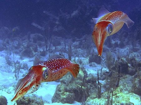 These guys were fascinated with the flash. The more I fla... by Lisa Armstrong 