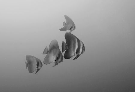 Batfish cruising by Andy Lerner 