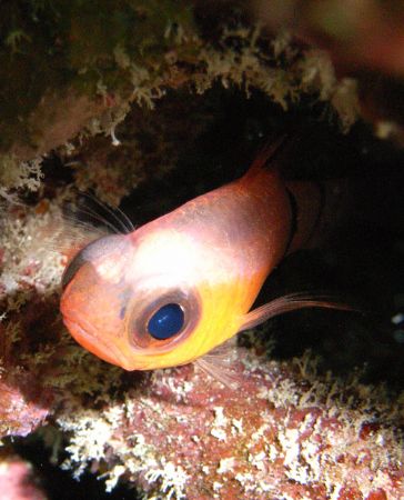 Barred Cardinalfish, he is little guy. by Lora Tucker 