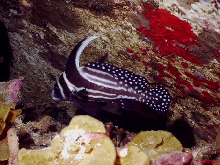 "And the beat goes on" Adult Spotted Drum , taken in Roat... by Steven Anderson 