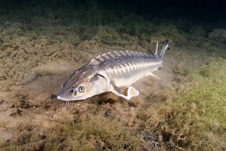 Sturgeon. Capernwray. S2PRO, 20mm. by Derek Haslam 