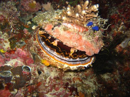 Fish sleeping on clam. Balicasag, Visayas. by Ben Nichols 