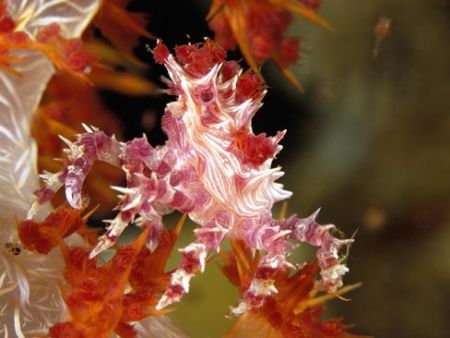 The crystal: Nikon D100 , &0 macro , two strobo. Siladen ... by Marchione Giacomo 