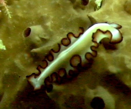 pretty Flat Worm, Sony PC350 by Marylin Batt 