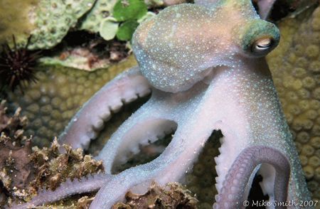 Small Caribbean Reef Octopus.Taken on a liveaboard trip (... by Mike Smith 