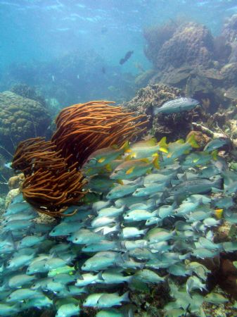Hol Chan Marine Reserve, Belize by Heather Shaw 