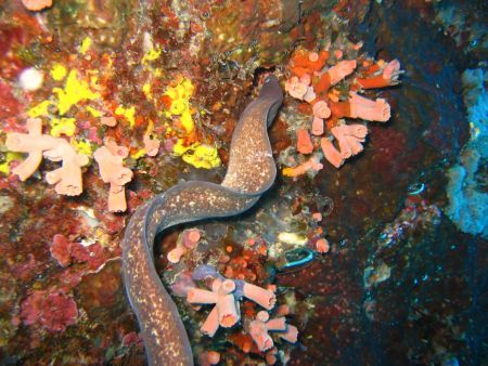 Swimming Eel. Bohol, Visayas. by Ben Nichols 