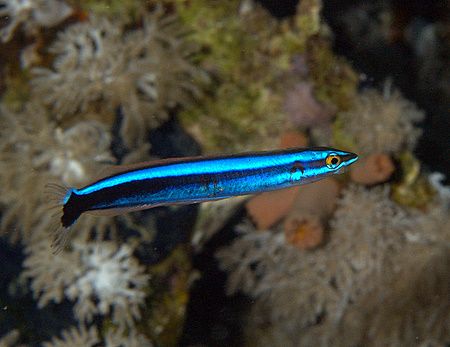 Bluestriped sabretooth blenny taken at Quays with E300 an... by Nikki Van Veelen 