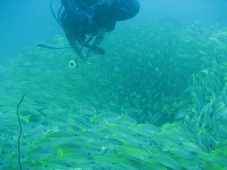 My guide diving into a school of fish. El Nido, Palawn. by Ben Nichols 