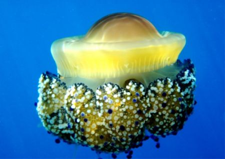 Jellyfish Cothyloriza tubercolata. by Carlo Greco 