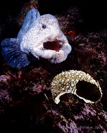 Wolf-eel, Dillon Rock, BC.
Nikon N90, 28mm, (2)S&S YS-90's by Dan Blum 