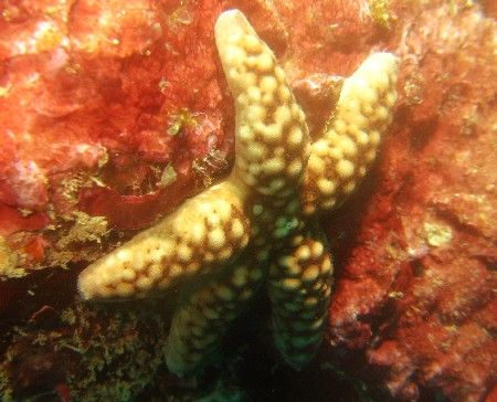Starfish by David Johnson 