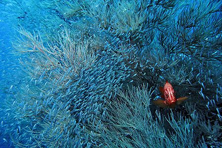 Nik D200 SB800 Strobe Composing Squirrelfish by Manfred Bail 