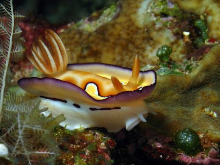 Latin name: Chromodoris coi
Location: Raja Ampat Islands... by Erwin Kodiat 