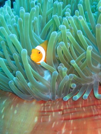 Clown Fish. Balicasag Island, PI. by Ben Nichols 